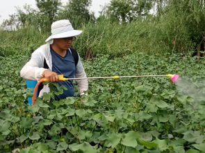 中国滨州 滨州市门户网站 滨州市农机化所进行2019年度棉花打顶对比试验